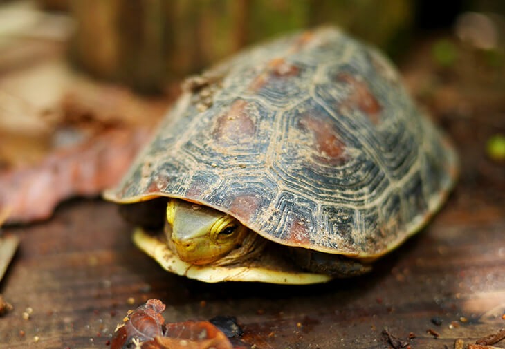 亀甲文様は亀の甲羅からきています