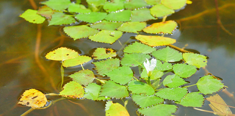 菱文様のもととなる植物のヒシの実や葉っぱ